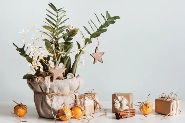 Christmas Tree Houseplant with presents, cinnamon and orange