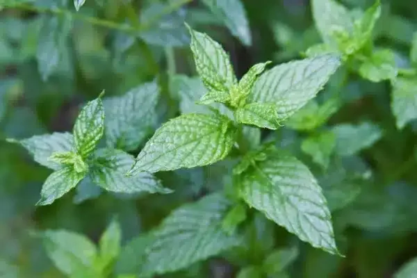 Spearmint leaves